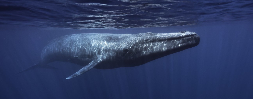 Blue Whale below the oceans surface